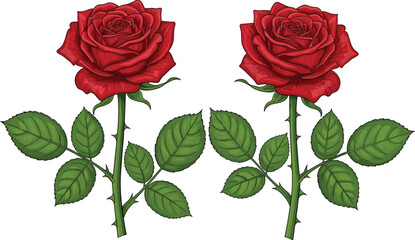 Fototapeta premium Beautiful Red Rose Flower Vector Illustration with Long Green Stems and Leaves for Romantic Occasions, Valentine's Day, Wedding Invitations, and Luxury Beauty Floral Design