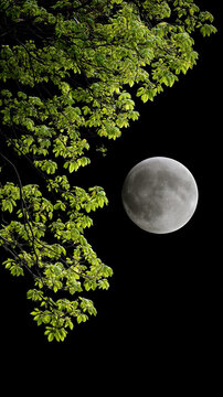 the image presents a celestial body and natural foliage at night