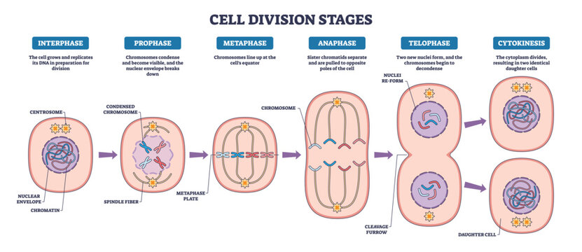 Mitosis stages brief diagram maps cell division from interphase to cytokinesis, highlighting chromosomes, spindle fibers, and daughter cells to convey the process. Outline diagram