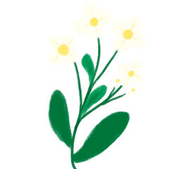 Fototapeta premium Pale daisy cluster clipart isolated on white