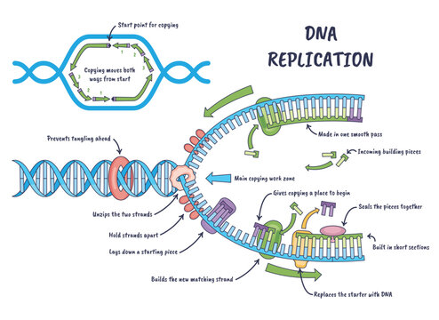 Replikacja DNA przedstawiona schematycznie, wide ki replikacyjne rozplataj helis , polimeraza buduje now ni , ukazuj c dwukierunkowe kopiowanie genomu.