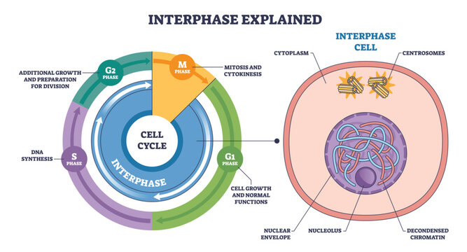 Interphase explained overview shows the cell cycle, G1, S, G2 around a cell, with nucleus and chromatin marked for growth and DNA replication, centrosomes labeled. Outline diagram