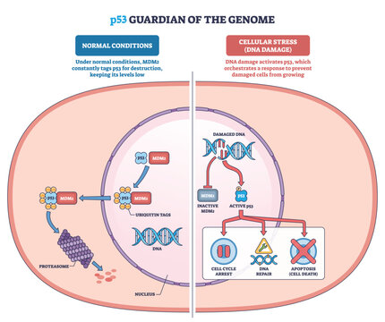 P53 guardian of the genome visualizes the DNA damage response, p53 blocks MDM2 and triggers arrest, repair, or apoptosis. Key objects, p53, MDM2, DNA. Outline diagram