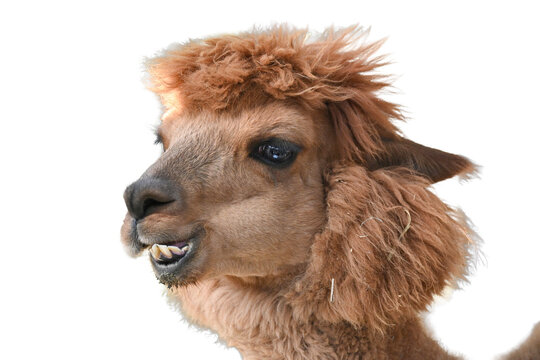 歯を見せて笑う茶色のアルパカの顔 ポートレート 背景透過 切り抜き素材 Brown alpaca smiling and showing teeth isolated
