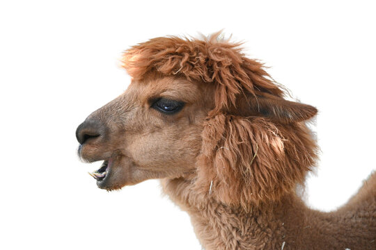 歯を見せて笑う茶色のアルパカの顔 ポートレート 背景透過 切り抜き素材 Brown alpaca smiling and showing teeth isolated
