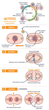 Mitosis cell cycle diagram shows how one cell divides into two, chromosomes, spindle fibers, and nuclei illustrate prophase to cytokinesis.