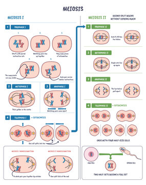 Meiosis cell division illustrated with chromosomes, spindle fibers, and daughter cells, shows Prophase I II to Telophase II, crossing over and cytokinesis, ending with four haploid cells.