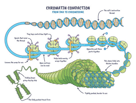 Kompakcja chromatyny, podw jna helisa owija si wok histon w, tworzy nukleosomy i grube w kna prowadz ce do chromosomu. Kluczowe, helisa DNA, nukleosomy, chromosom.