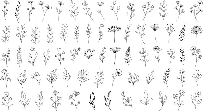 Set of hand drawn plants, leaves, flowers. Silhouettes of natural elements for seasonal backgrounds, templates, wallpaper, cards, banners. set featuring a variety of delicate wild plants, herbs, leave
