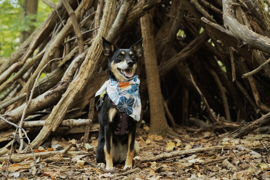 Happy pet dog sitting during hike in woods, animal lifestyle.