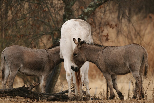 Donkeys with white horse shows equine friendship on farm.