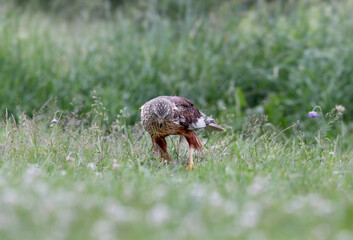 Obraz premium Male Western Marsh Harrier (Circus aeruginosus) hidden and perched on the ground among thick green grass.