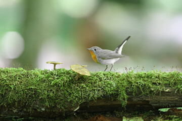 Male Red-breasted Flycatcher (Ficedula parva) with a cocked tail perched near a mushroom on a log. © VOLODYMYR KUCHERENKO