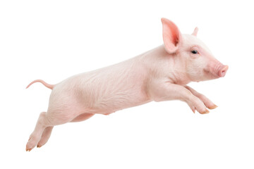 Adorable pink piglet jumping mid-air isolated on a clean white background, symbolizing energy, freedom, and farm life charm. © MJ iceberg