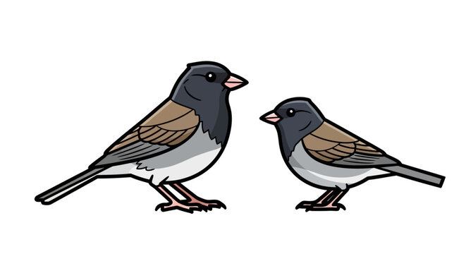 Two Dark-Eyed Juncos Perched Together Against White Background.