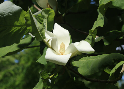 Gro&szlig;bl&auml;ttrige Magnolie - Bigleaf magnolia