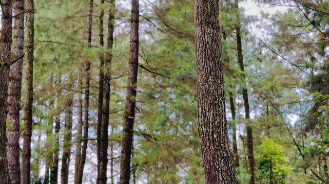 Pine trees in the forest
