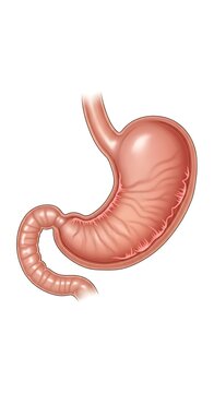 Medical Illustration of Human Stomach and Duodenum Anatomy.