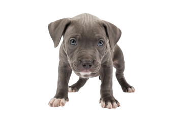Adorable gray pit bull puppy standing and looking forward with curious eyes, isolated on white background, perfect for pet and animal-themed designs