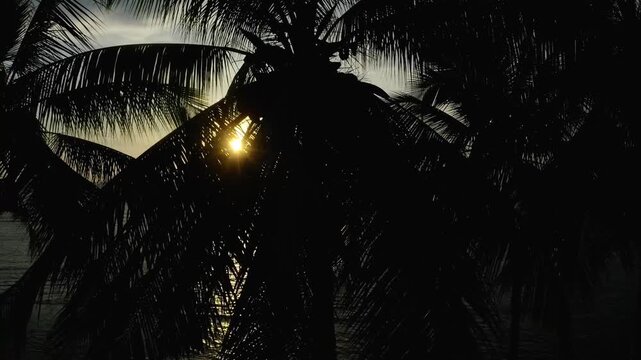 Aerial view of palm tree silhouettes against a golden sunset sky over the calm sea in Ternate, North Maluku, Indonesia.