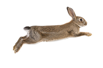 Brown hare leaping in mid air isolated on white background, dynamic motion wildlife concept with copy space © MJ iceberg