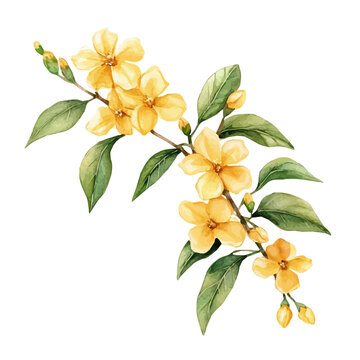 Yellow Jasmine Branch, beautiful watercolor illustration with vivid colors and detailed vector style, isolated on a white background.