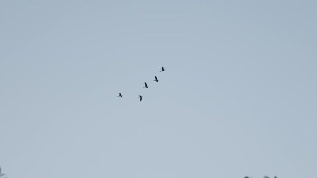 Birds flying together in open sky with smooth motion and minimal background calm and serene atmosphere