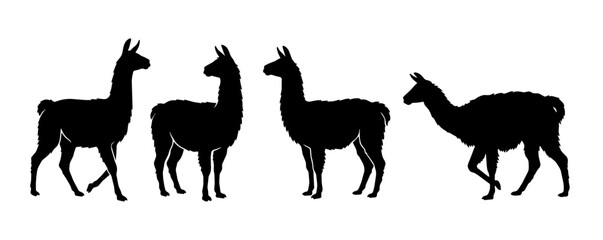 Fototapeta premium Llamas stand on a white studio background.