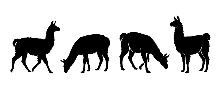 Llamas grazing and standing on a studio background. High contrast silhouettes create a bold graphic mood.