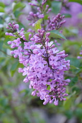 Obraz premium lilac, a purple tree that grows on lilacs 