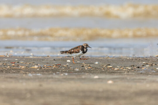 Ruddy turnstone (Arenaria interpres) at Patibunia Mudflat, South 24 Parganas, West Bengal, India
