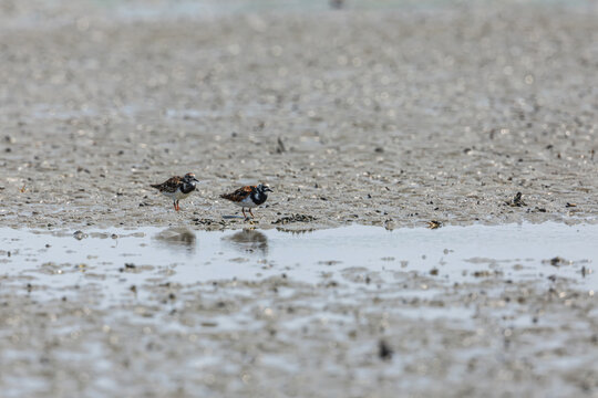 Ruddy turnstone (Arenaria interpres) at Patibunia Mudflat, South 24 Parganas, West Bengal, India