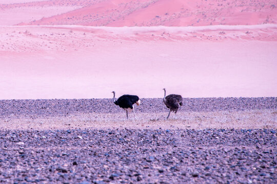 Ostriches stride across the vast Namib Desert, perfectly adapted to heat and scarcity, their powerful legs and keen instincts guiding them through one of the harshest landscapes on Earth.