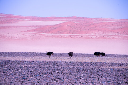 Ostriches stride across the vast Namib Desert, perfectly adapted to heat and scarcity, their powerful legs and keen instincts guiding them through one of the harshest landscapes on Earth.