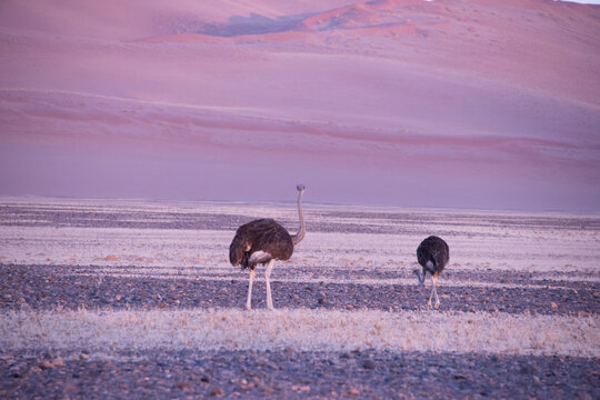 Ostriches stride across the vast Namib Desert, perfectly adapted to heat and scarcity, their powerful legs and keen instincts guiding them through one of the harshest landscapes on Earth.