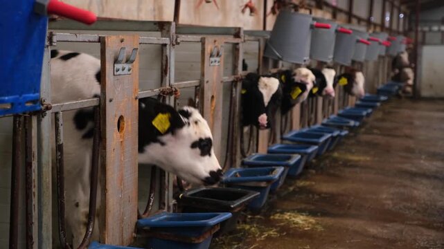 Row of calves feeding from individual troughs inside a dairy farm. Organized feeding system with buckets and equipment, illustrating modern livestock farming, animal care and agricultural production.