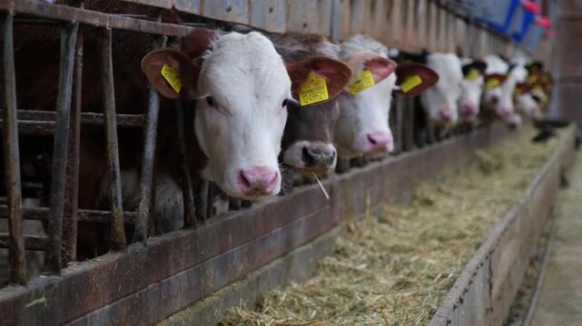 Row of calves feeding from individual troughs inside a dairy farm. Organized feeding system with buckets and equipment, illustrating modern livestock farming, animal care and agricultural production.