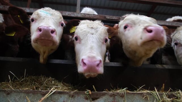 Row of calves feeding from individual troughs inside a dairy farm. Organized feeding system with buckets and equipment, illustrating modern livestock farming, animal care and agricultural production.