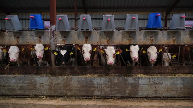 Row of calves feeding from individual troughs inside a dairy farm. Organized feeding system with buckets and equipment, illustrating modern livestock farming, animal care and agricultural production.