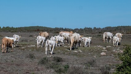 Obraz premium Cows with calfs, on pasture on southern Oland, Sweden.