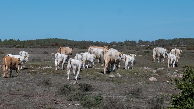 Cows with calfs, on pasture on southern Oland, Sweden.