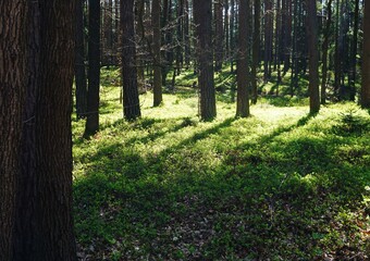 Krzaki borówki gęsto pokrywają runo leśne wśród sosen. Promienie słońca przenikają przez drzewa, tworząc naprzemiennie jasne i zacienione fragmenty terenu. © Adam