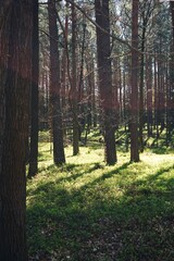 Gęste borówki rozrastają się w runie sosnowego lasu. Przez korony drzew przebijają się promienie słońca, tworząc mozaikę światła i cienia na ziemi. © Adam