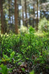 Pionowe zdjęcie przedstawia krzew jagody bez owoców na pierwszym planie, z leśnym tłem tworzącym spokojny, naturalny krajobraz. Scena podkreśla dziką roślinność i miękkie światło przenikające przez dr © Adam