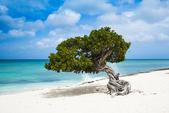 Fofoti tree of Aruba with ocean wave spray