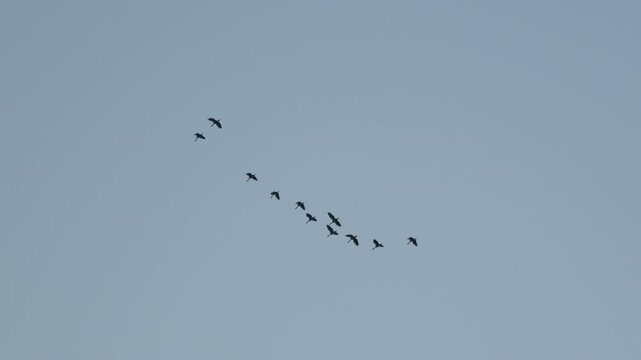Group of birds gliding through blue sky forming natural pattern symbol of freedom and migration