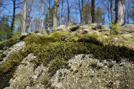 Mech porastający skałę tworzy miękką, zieloną teksturę na tle gęstego lasu. Scena podkreśla wilgotne, naturalne środowisko i spokojny charakter leśnego krajobrazu.
