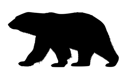 Polar bear silhouette walking side view vector illustration of wild arctic animal isolated on white background © MdBelal
