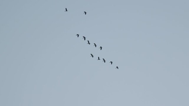 Flock of birds flying across clear blue sky in slow motion creating peaceful natural freedom concept