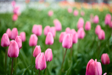 Obraz premium Bright Pink Tulips Blooming on Lawn Colorful Spring Nature Background